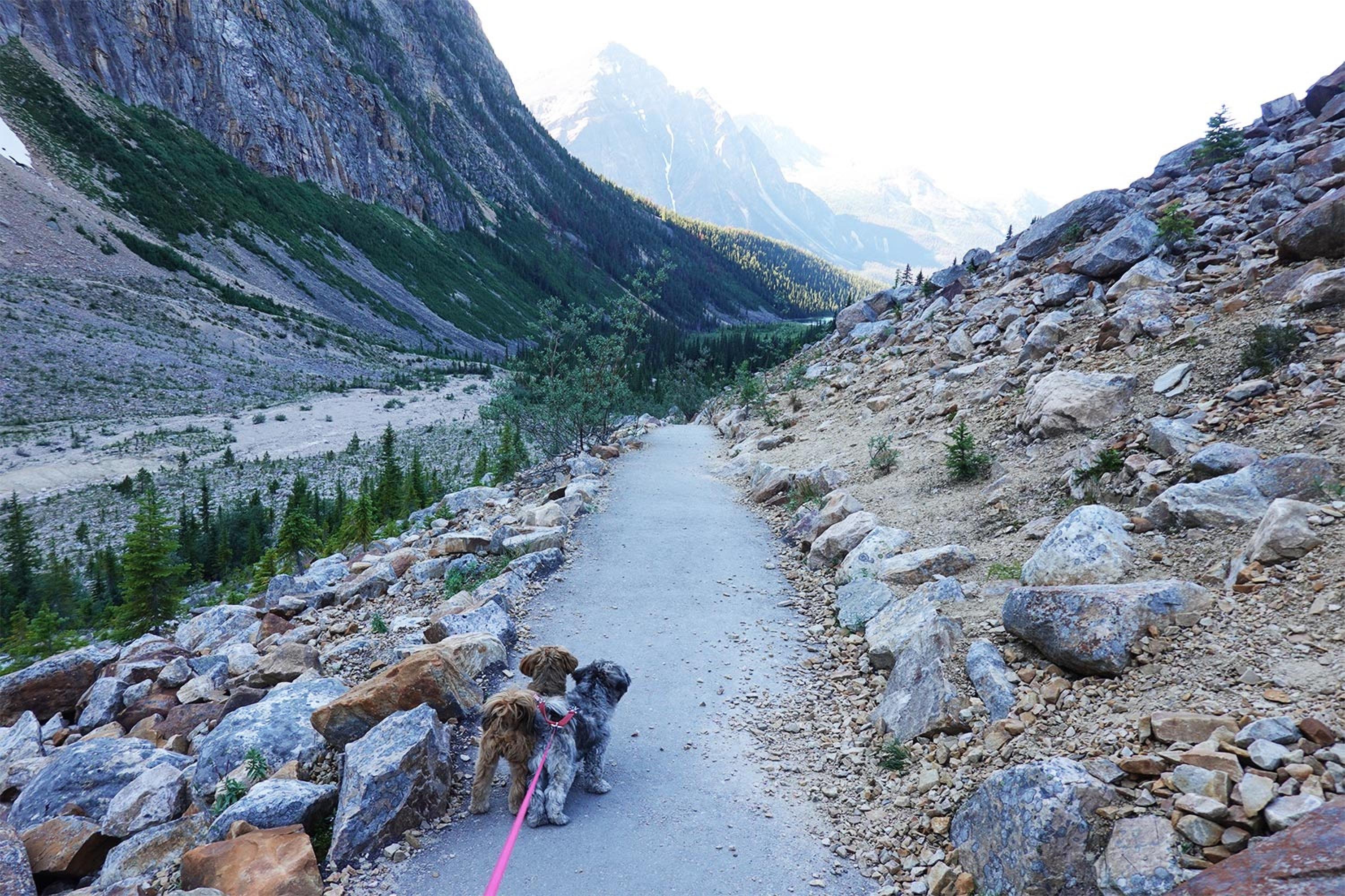 Jasper National Park cover photo