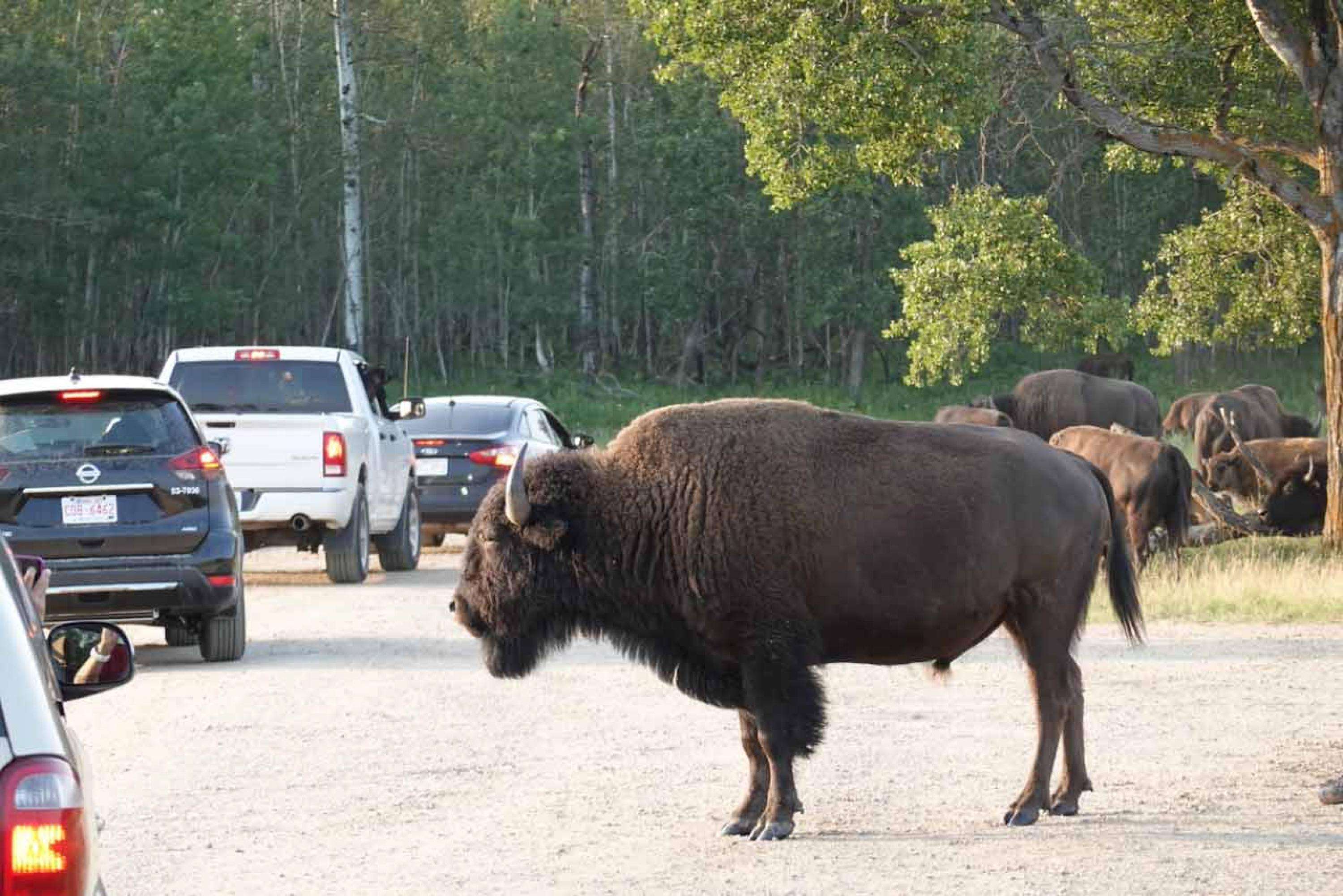 Report Wildlife Sightings - Elk Island National Park Canada cover photo