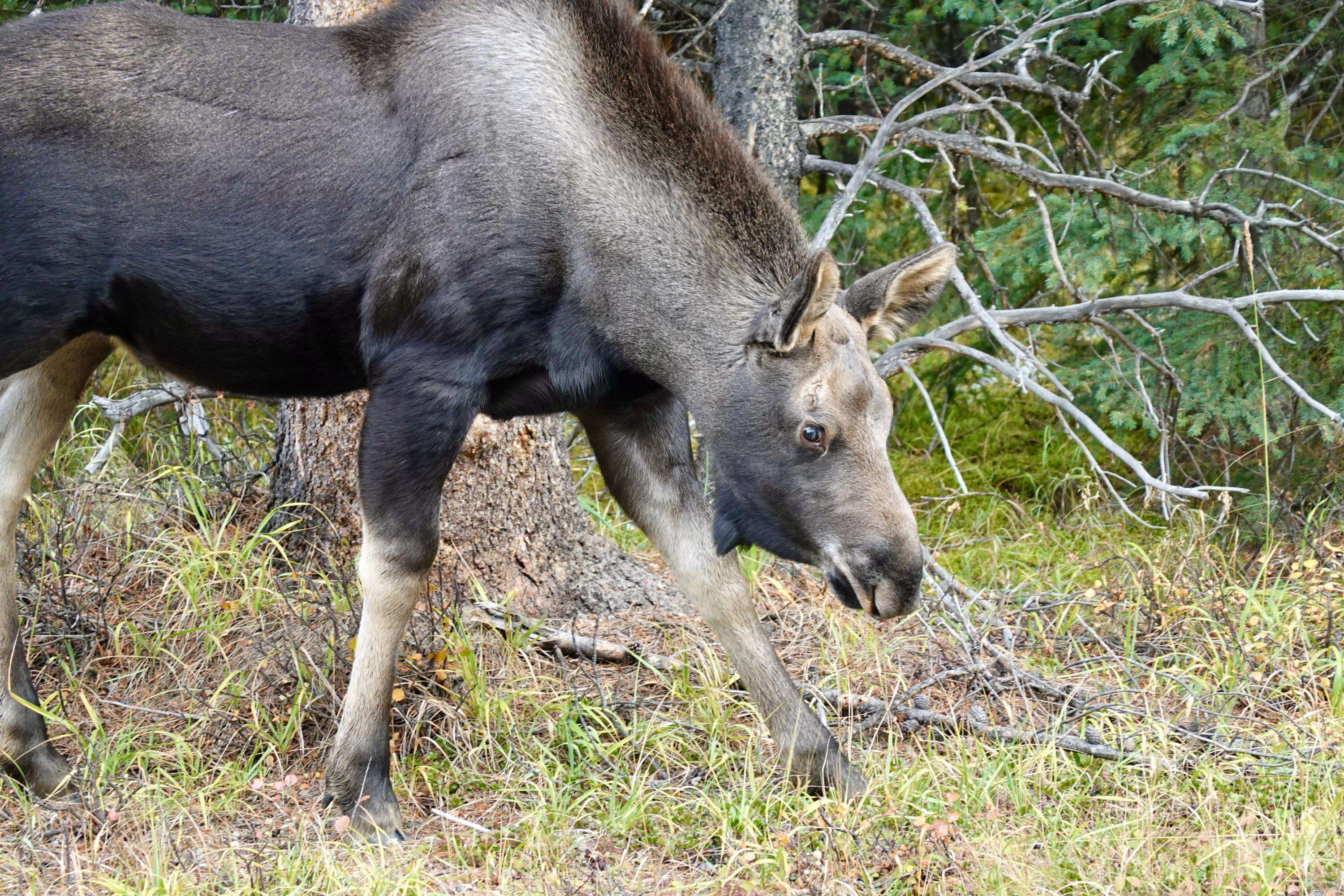 Report Wildlife Sightings - Jasper National Park cover photo