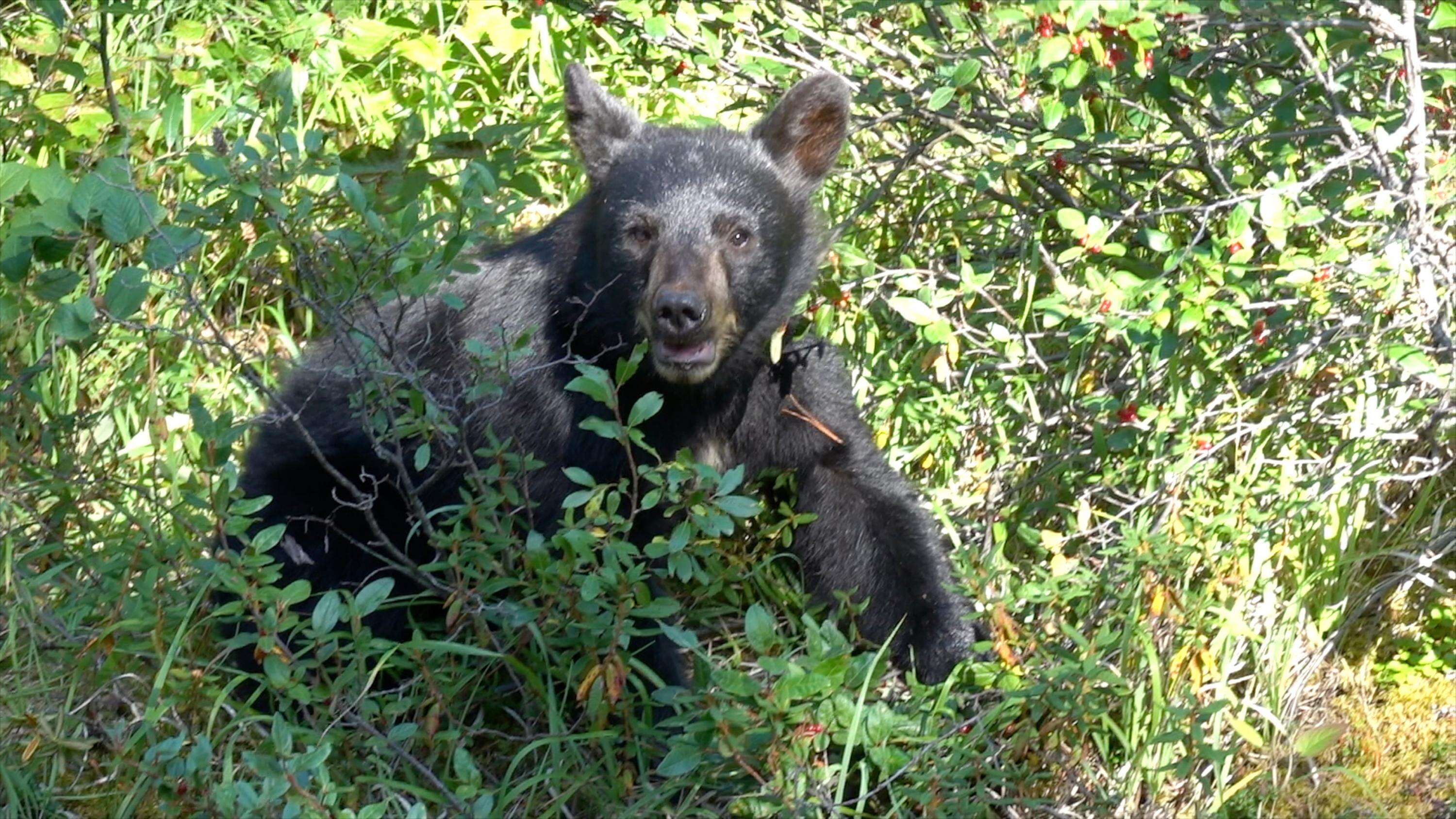 Report Wildlife Sightings - Banff National Park cover photo