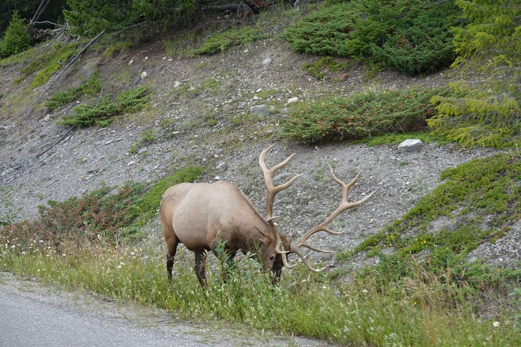 male elk town of jasper