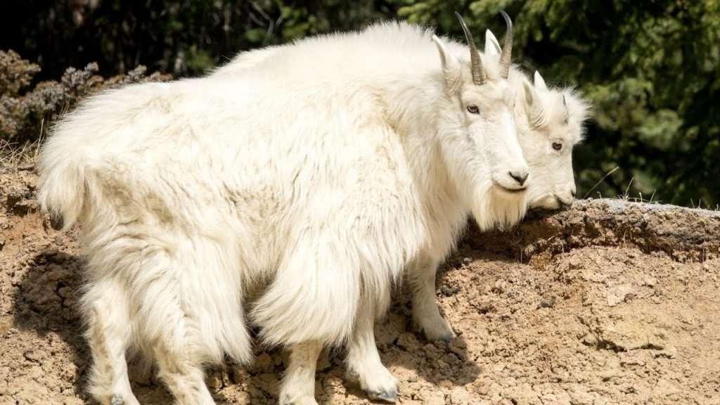 mountain goat jasper