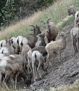 mountain goats yellowed hwy jasper