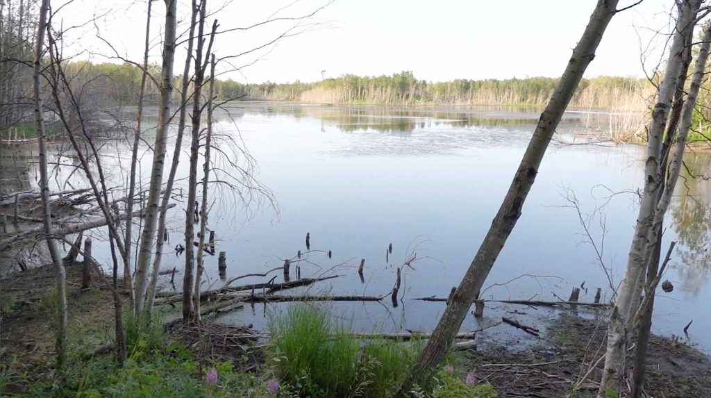 Beaver Pond Trail Pond