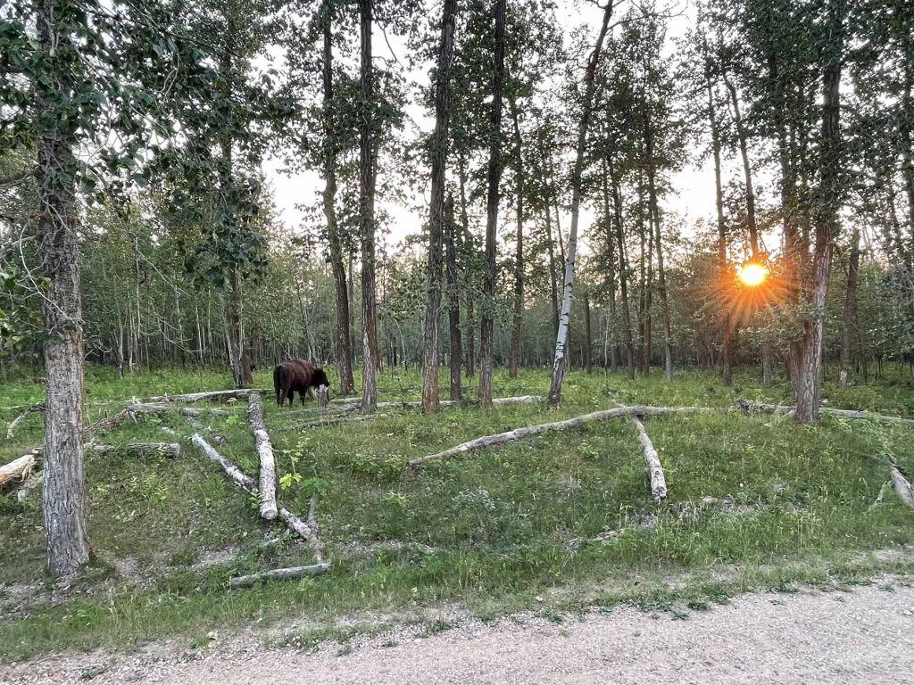 bison loop road sunset