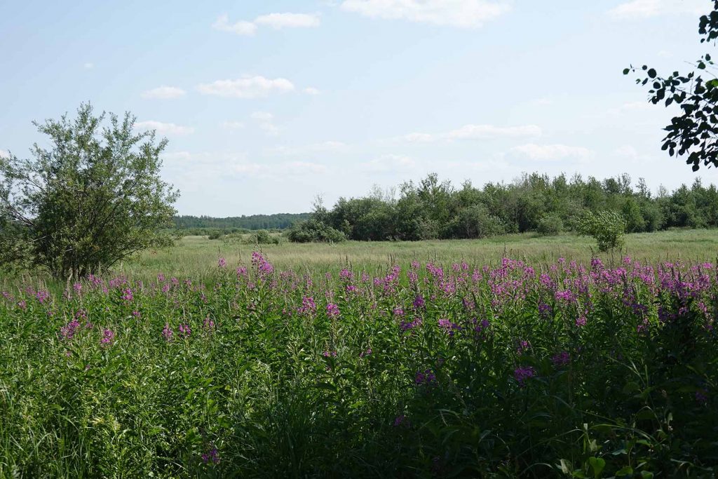 Tawayik Lake Area Trail Meadow